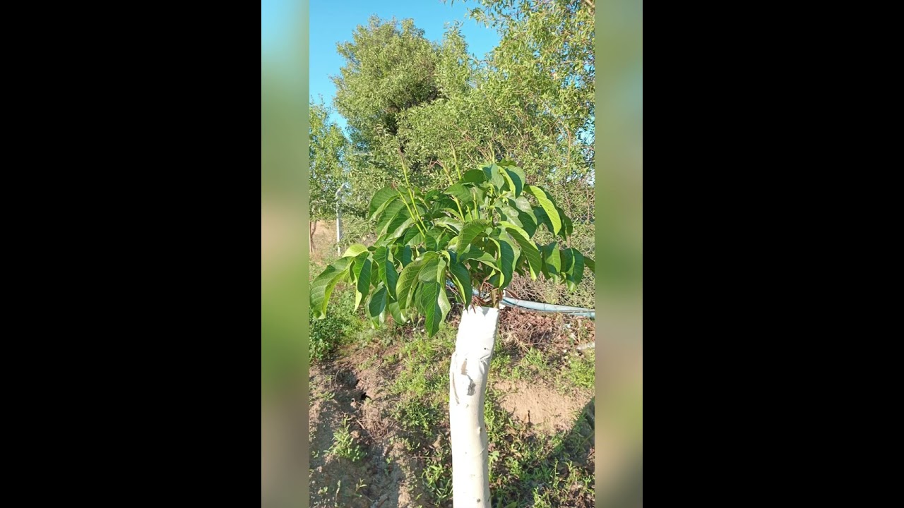Cevizde Kalem Aşı