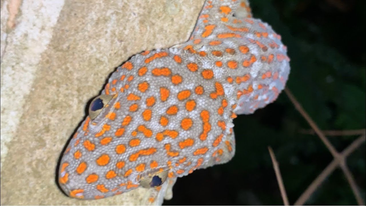 Gecko | Giant Gecko | Meet Take Video