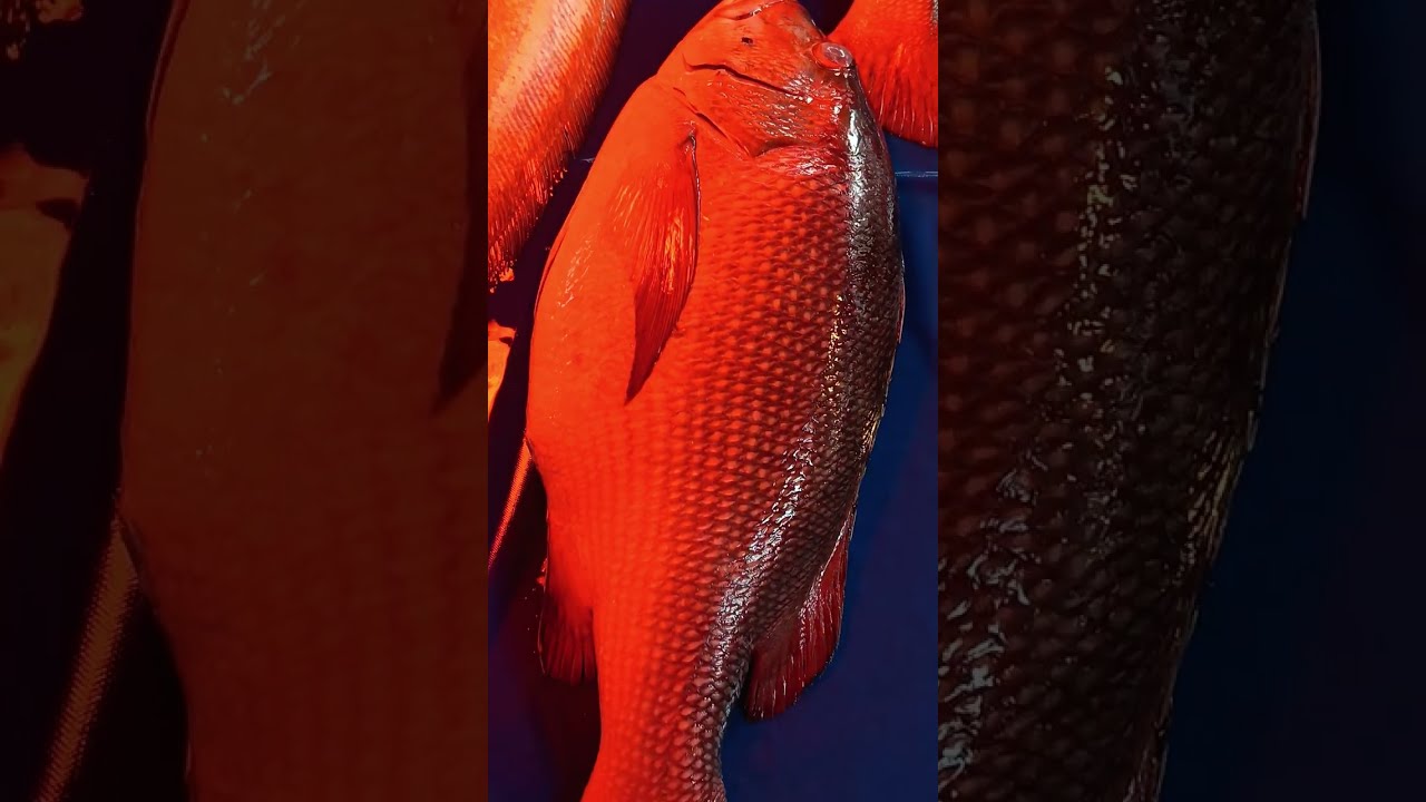 ৫ থেকে ৬ কেজি ওজনের লাল করাল বোয়াল বড় চিংড়ি  মাছ :আব্দুল্লাহপুর মাছের আরত 