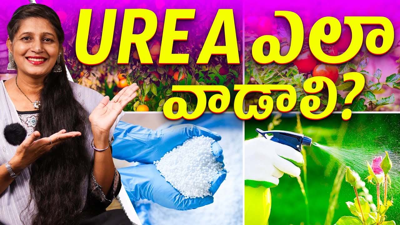 🔴UREA ఎలా వాడాలి? | Correct Way to Use Urea for Plants 🌿 | Terrace & Kitchen Gardening Tips