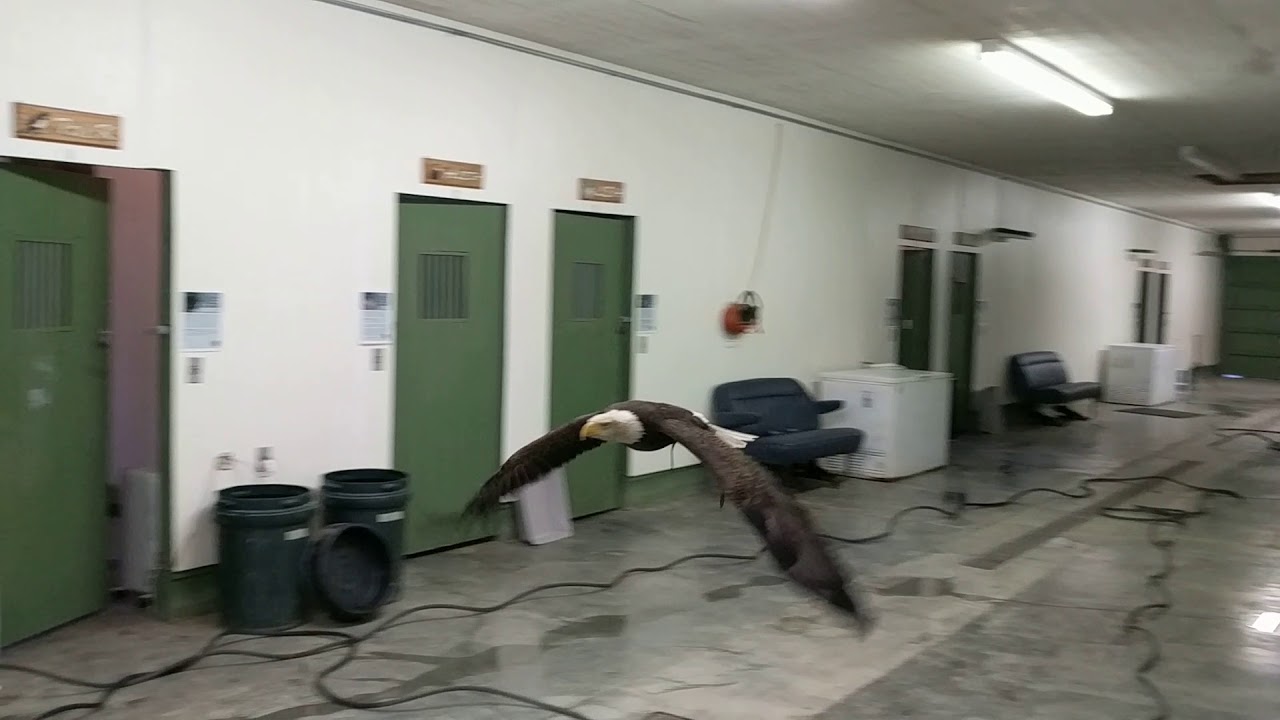 Challenger fly-by