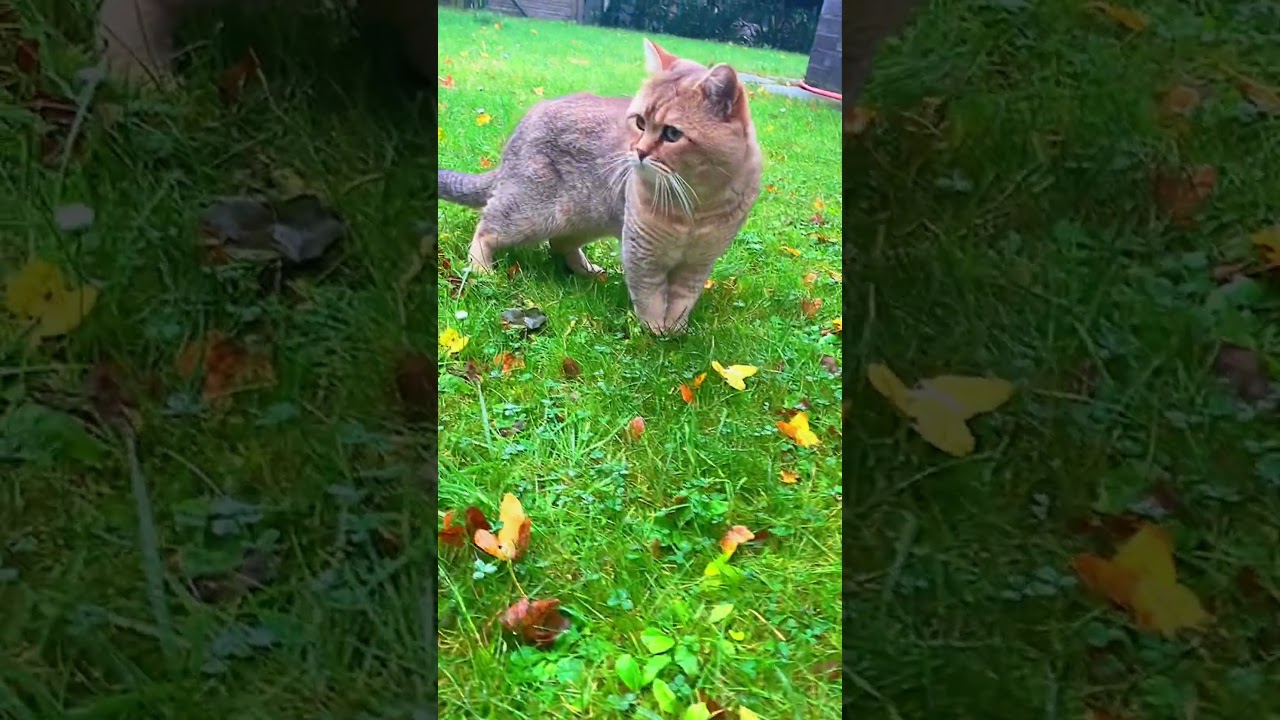 🐱И опять исчез😅Und weg ist er wieder😺🍂🍁 #cat #cute #funny #nature #shorts