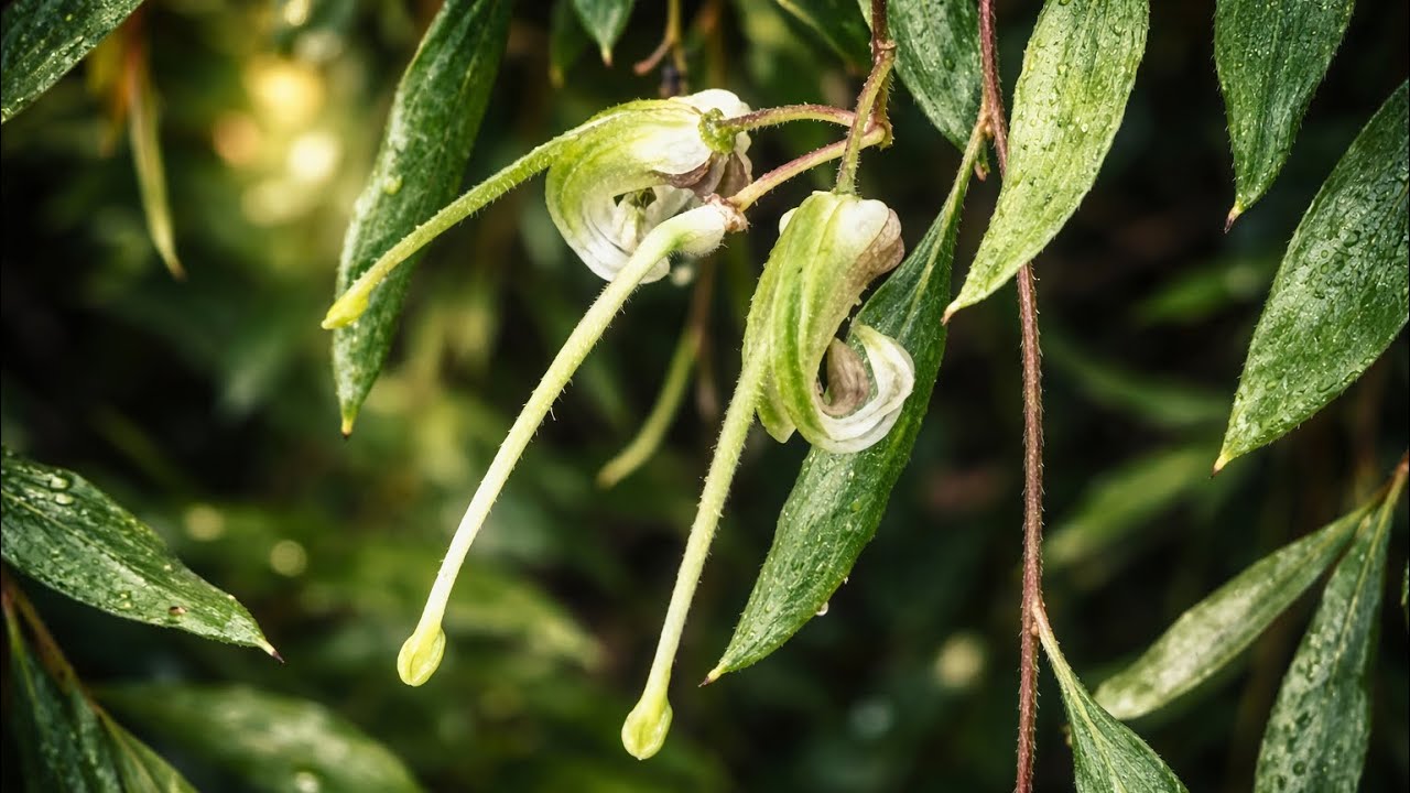 你见过“隐形”的花吗？这种澳洲稀有银桦，离远了真看不出来！