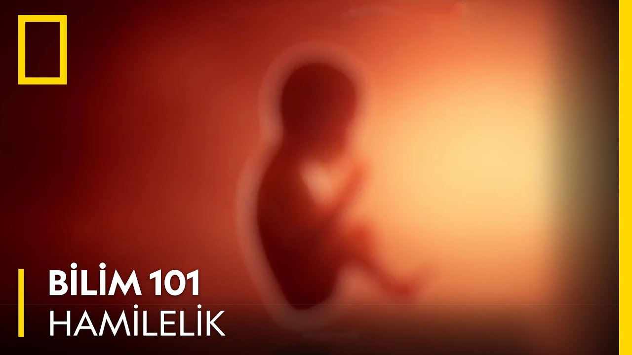 Bilim 101 | Hamilelik