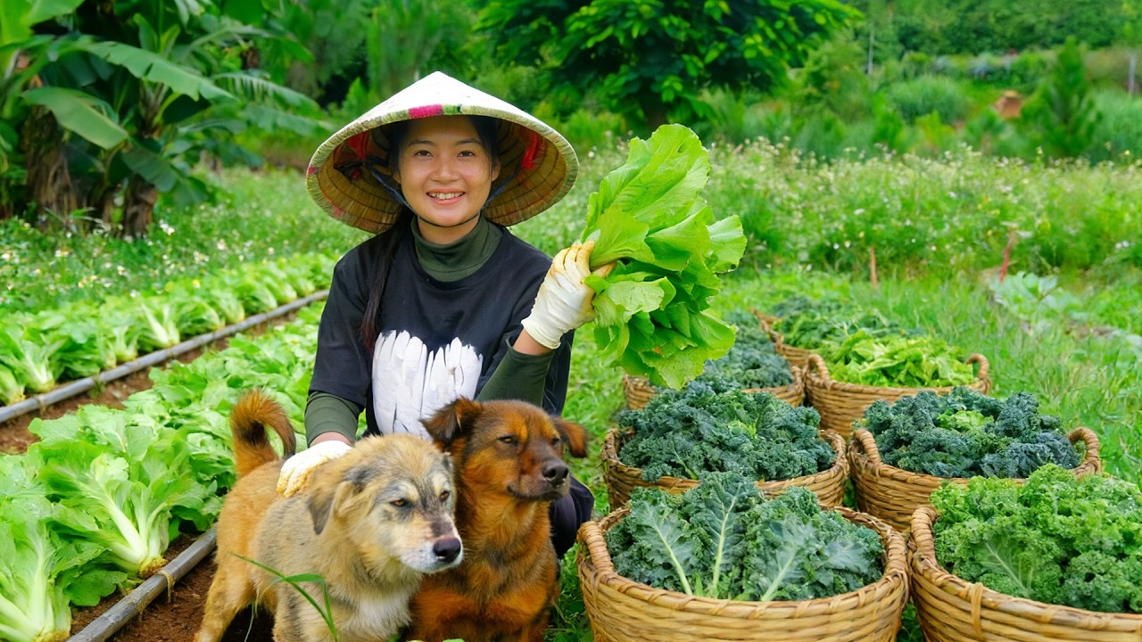 Harvest Mustard Greens And Dinosaur Kale To Sell At The Market – Cook – Garden