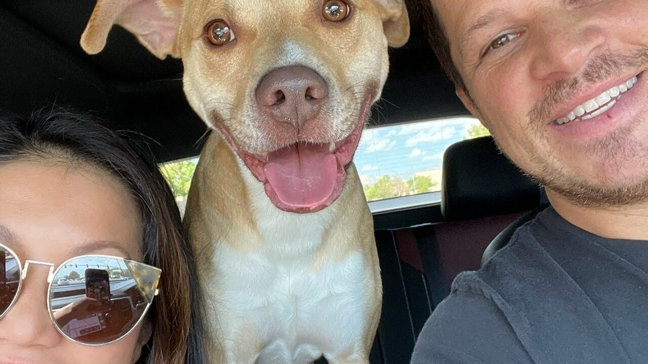 NSPCA: More Las Vegas families surrender or abandon pets amid surge of evictions, inflation