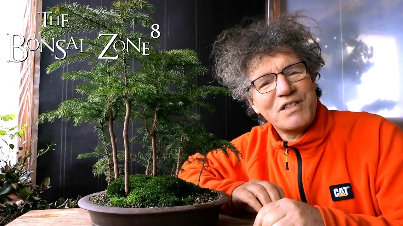 My Norfolk Island Pine Forest, The Bonsai Zone, Jan 2021