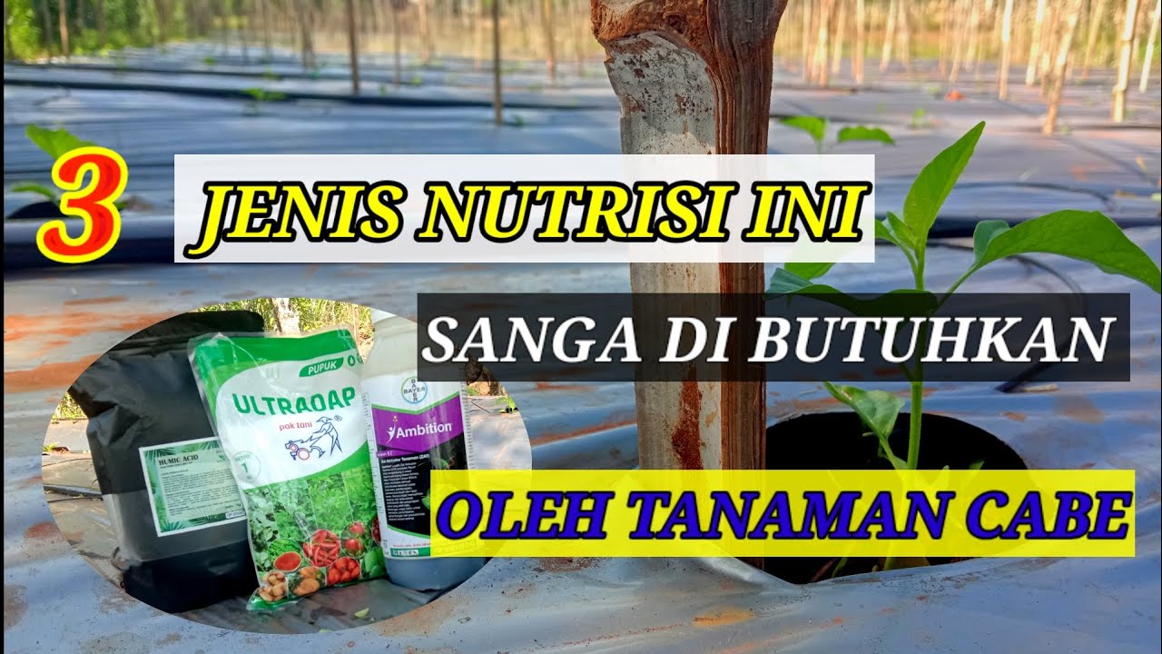 PEMBERIAN NUTRISI KE 2 PADA TANAMAN CABE ( USIA 14 hst )