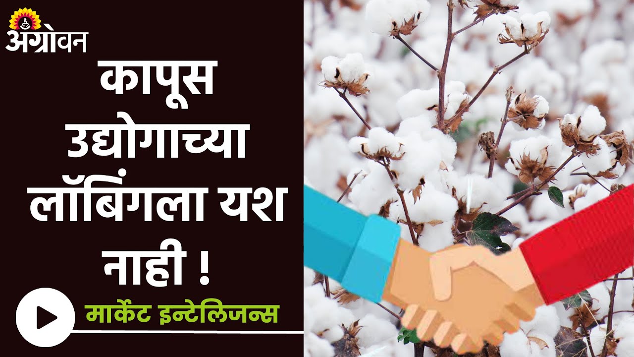 Cotton Market : The Government is not for removing import duty on cotton | Agrowon