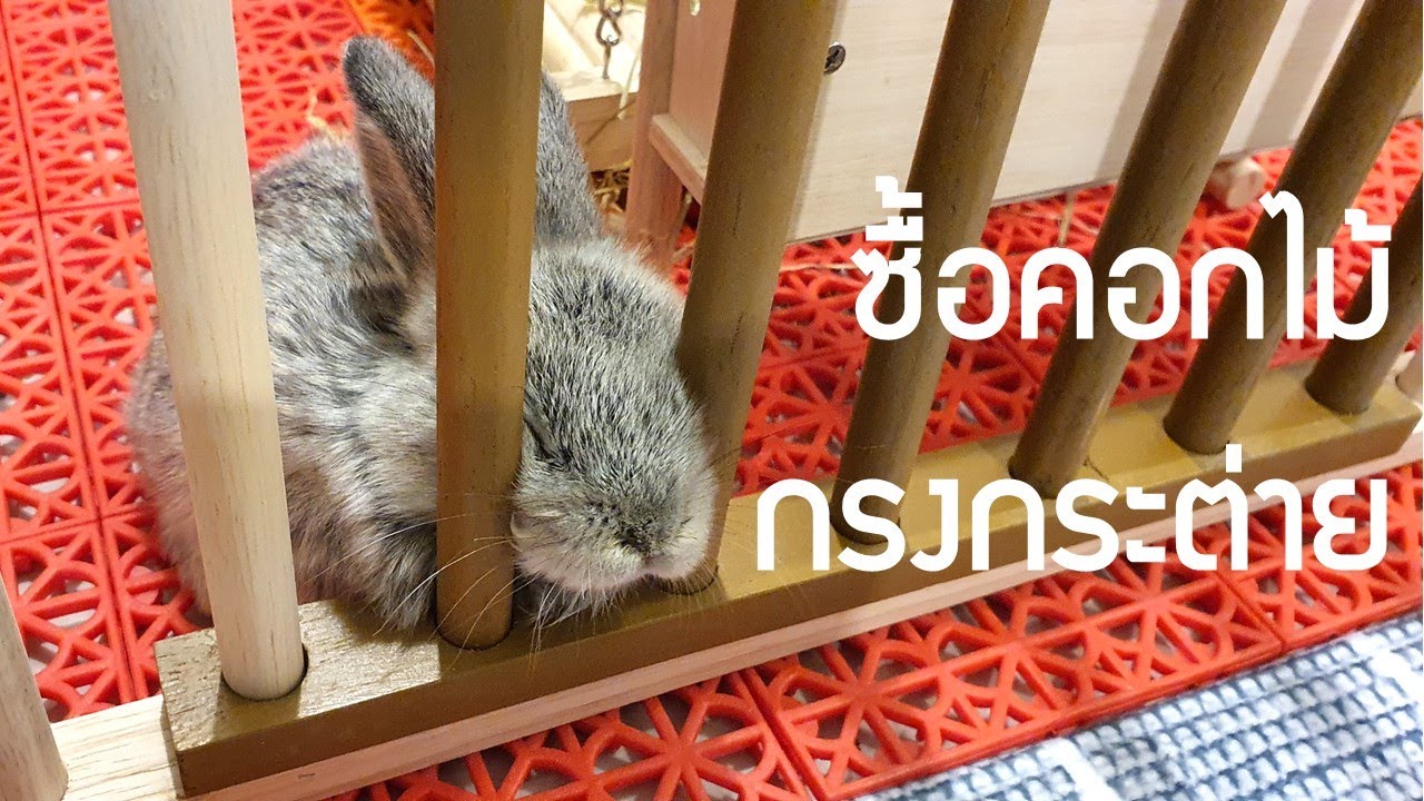 เปรียบเทียบกรงกระต่ายสองแบบ ซื้อแบบไหนดี คอกไม้หรือกรงพลาสติก