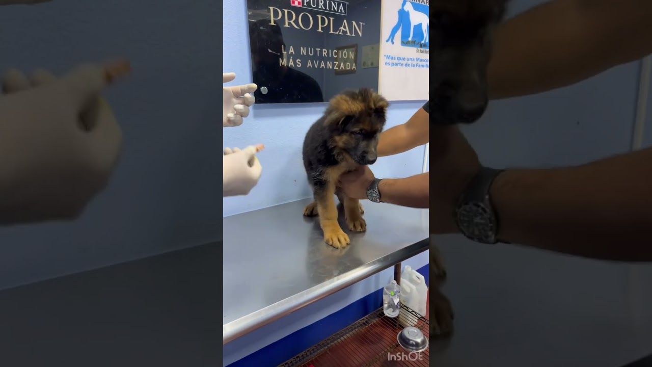 Te enseño a vacunar y desparasitar a tu mascota