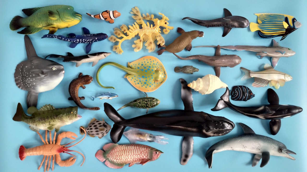 Binatang Laut, Hiu Zebra, Paus Bungkuk, Ikan Batu, Buntal, Ikan Torani, Sonang, Pari Manta, Walrus