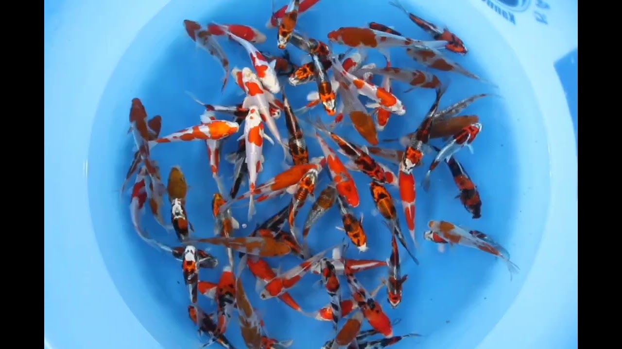 KANNO MIX TOSAI 13-16CM 