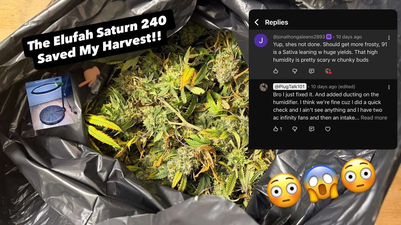 Final Harvest Humboldt CSI ChemDawg Episode 14