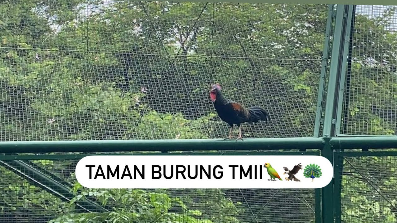MINI VLOG TMII & BLOK M (secuil) 🥰🦚
