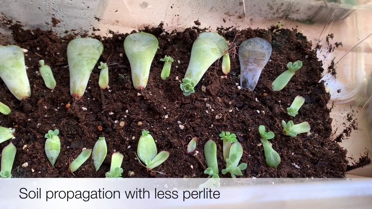 #1 Succulents Propagation