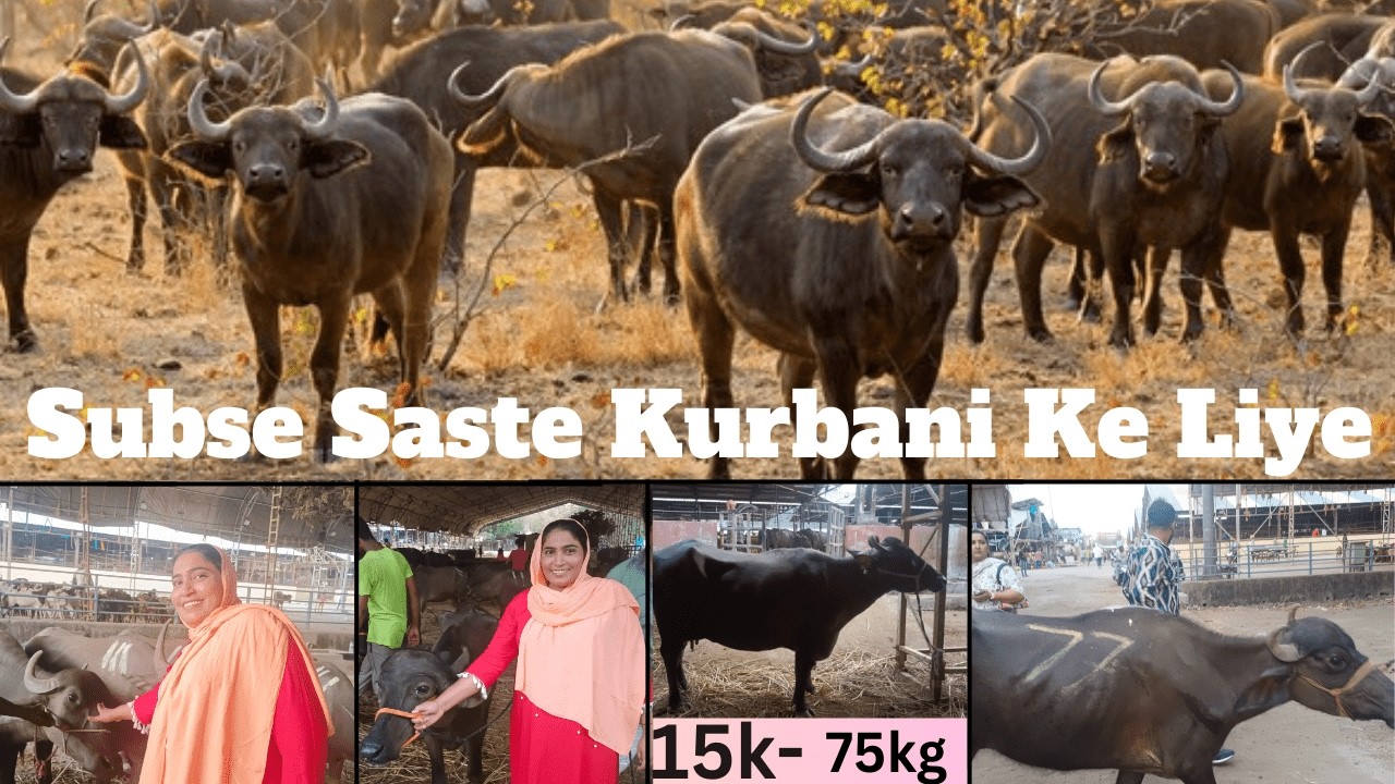 Qurbani Ke Janwar Subse Sasta Milta Hai||