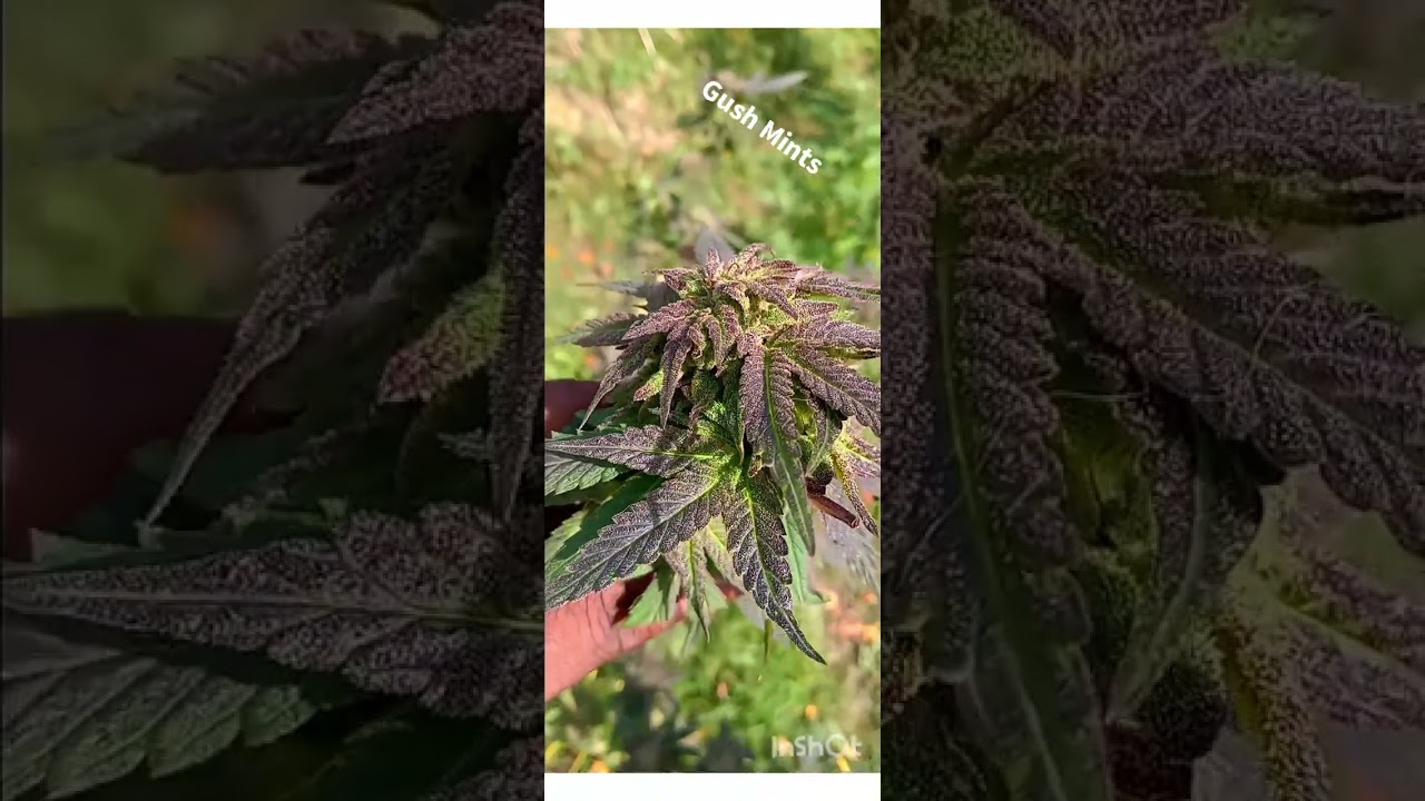 2023 Gush Mints Outdoor Weed Grow 3 of 3