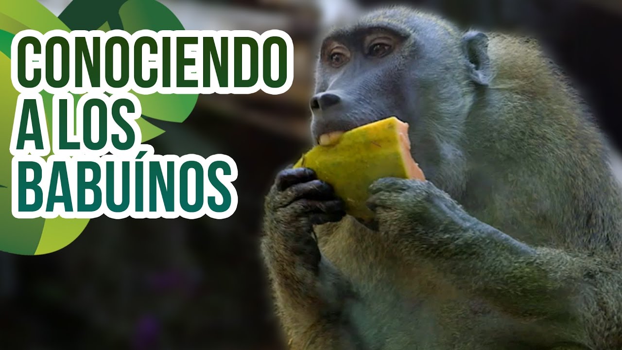 La recuperación de los primates en Oasis Park Fuerteventura