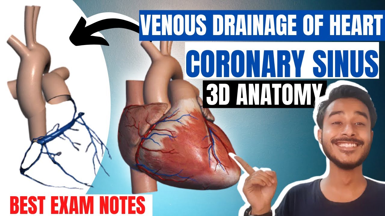 Venous drainage of heart anatomy | Coronary sinus anatomy | Coronary veins of heart anatomy