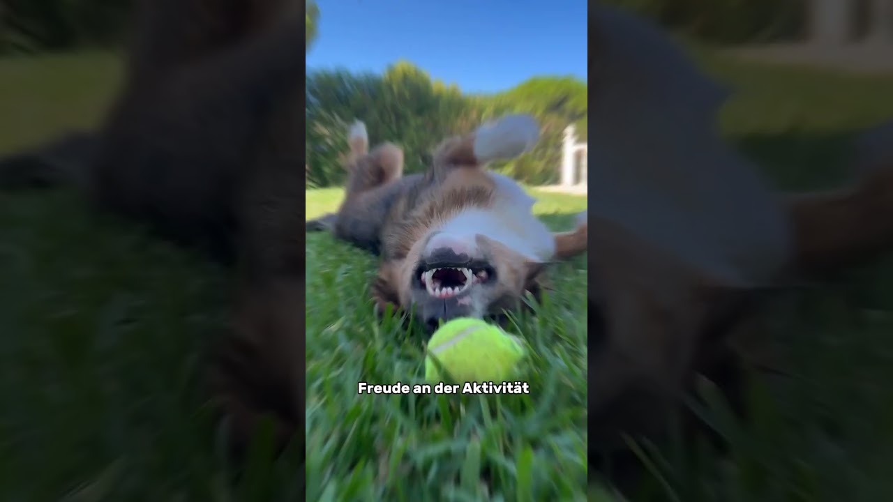 🐶 Warum Hunde sich beim Spielen auf den R&uuml;cken rollen 🔄 🐕