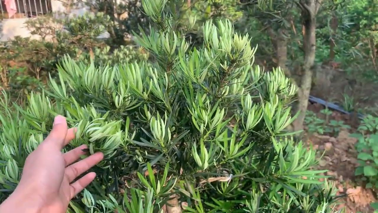 Nhưng điều cần biết khi chơi Tùng La Hán