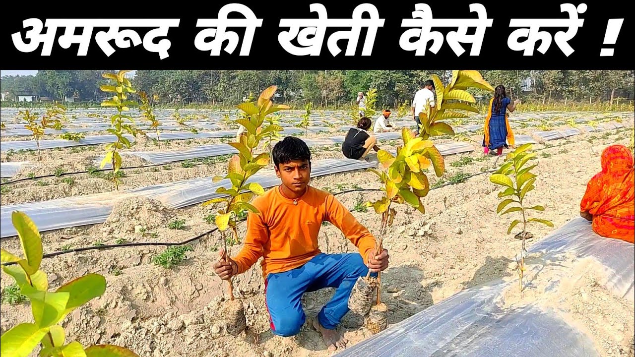 अमरूद का बाग कैसे लगाएं | amrud ka bag kaise lagaen | vnr guava farming #guavafarming