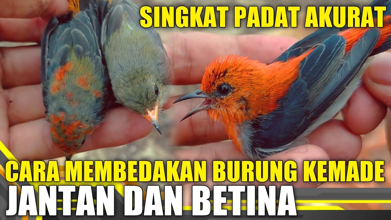 Cara membedakan burung kemade jantan dan betina - SINGKAT PADAT AKURAT