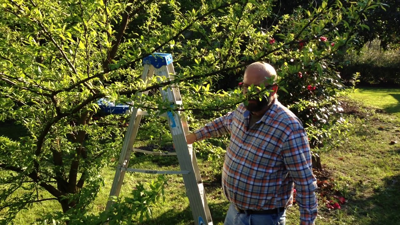 Spraying For Plum Curculios