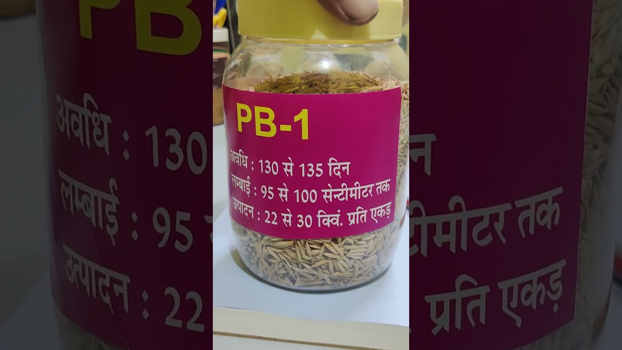 Pb 1 Paddy Seed | Available on IndiaMART