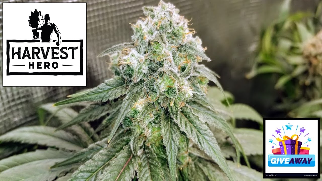 Cherry Pie Harvest. My Thoughts On The Harvest Hero And Another Giveaway!! #HarvestHero #FCE3000