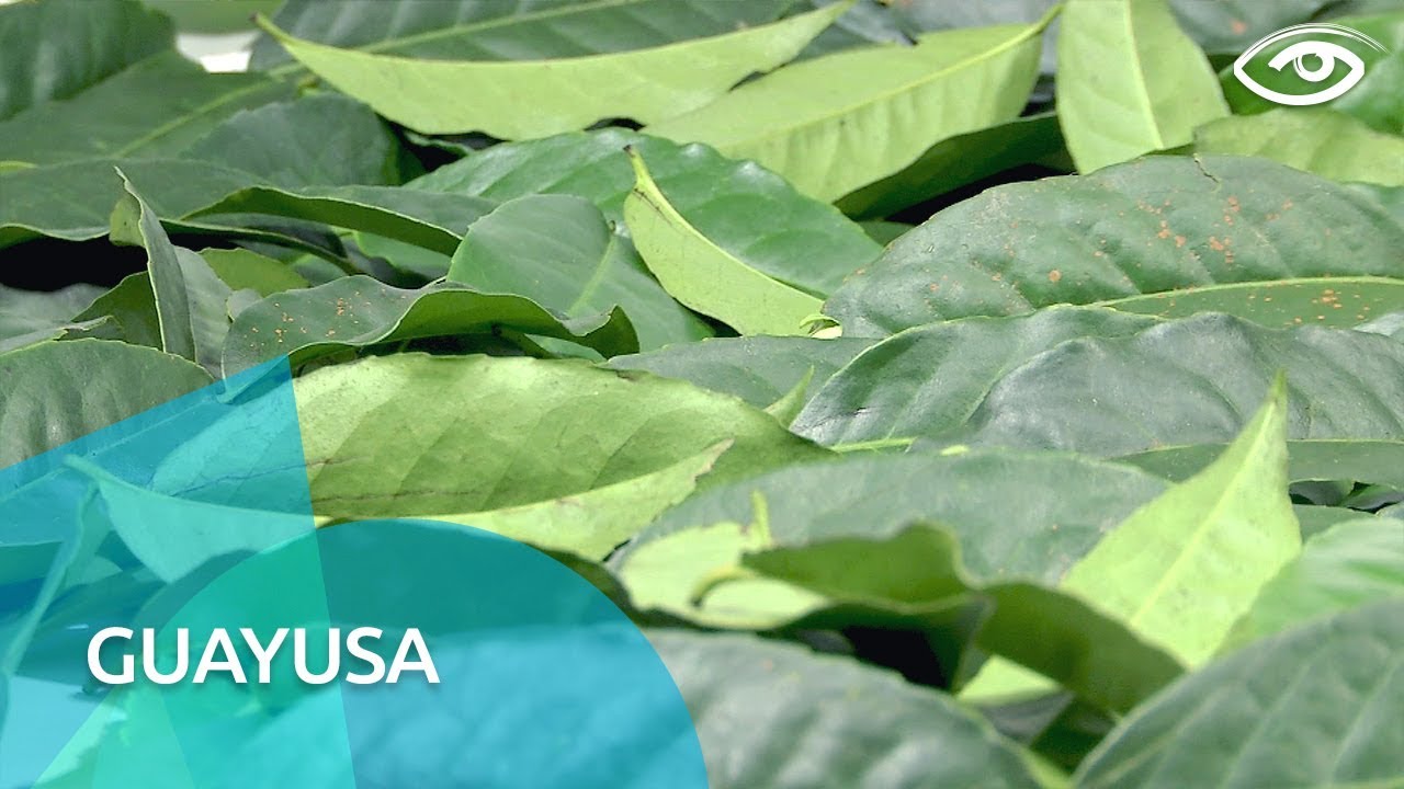 Guayusa - Día a Día - Teleamazonas