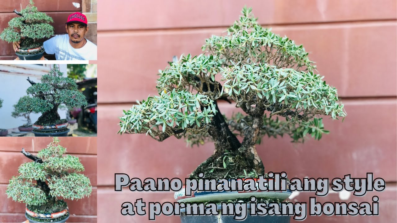 PAANO MAPANATILI ANG GANDA NG ISANG BONSAI (BANTEGUE / Pemphis acidula )