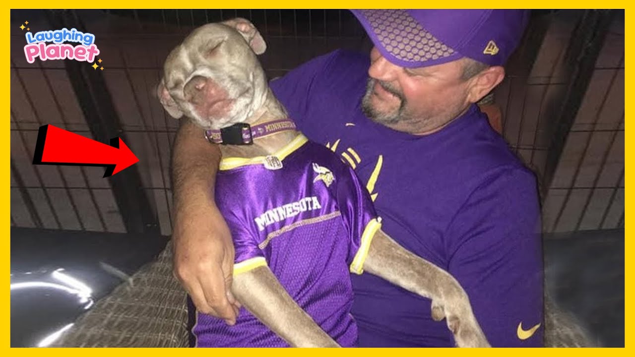 🐕You Can’t Stop Laughing At These Dogs 🤣 Funniest Dog Videos of All Time!