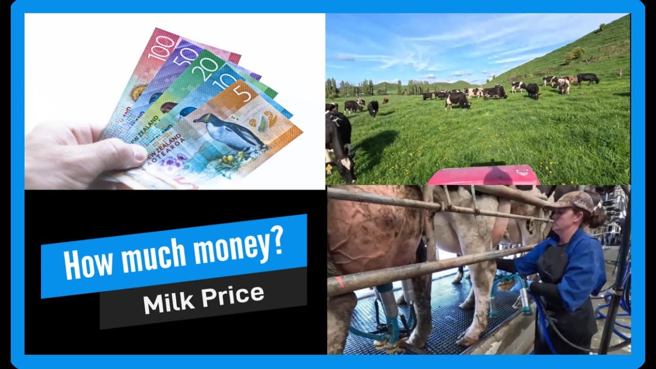 How much money do dairy farmers get paid for the milk they produce? Farm gate milk price New Zealand