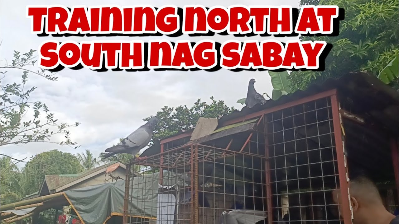 TRAINING PALANG MATIGAS NA ANG ULO NG KALAPATI KO! 