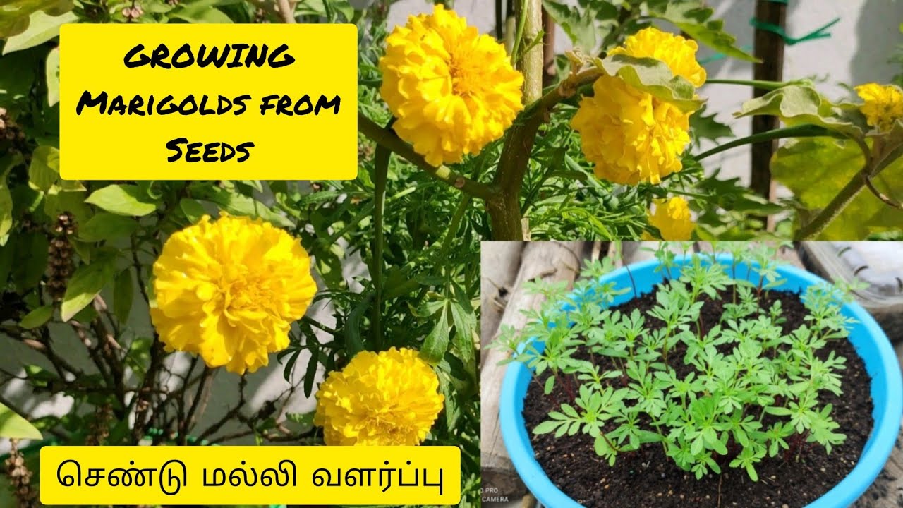 துலுக்க சாமந்தி/செண்டுமல்லி வளர்ப்பது எப்படி? | How to grow marigold from seeds? |Companion plant |