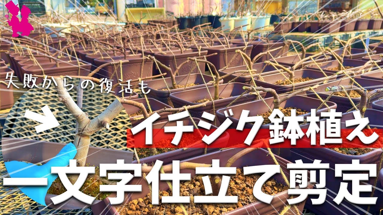 【春の剪定祭り】イチジクの一文字仕立てが出来るまでの裏側をお見せします