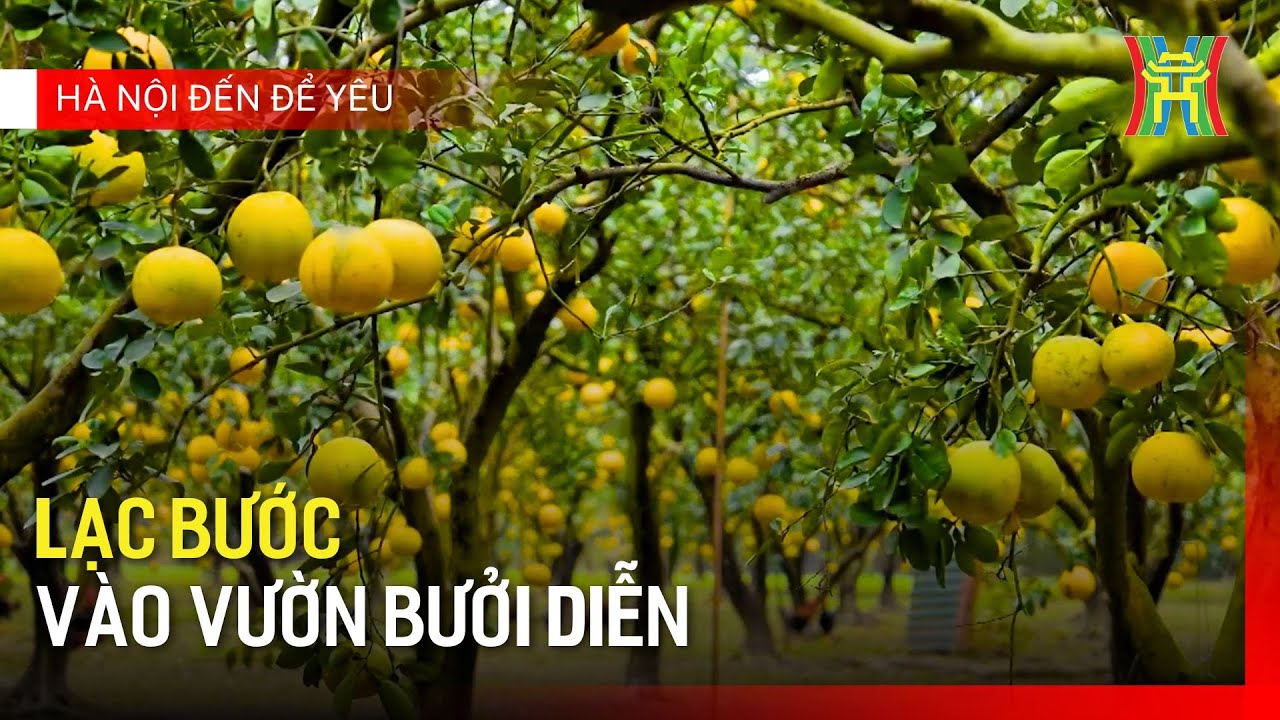 Lạc bước v&agrave;o vườn bưởi Diễn | H&agrave; Nội đến để y&ecirc;u