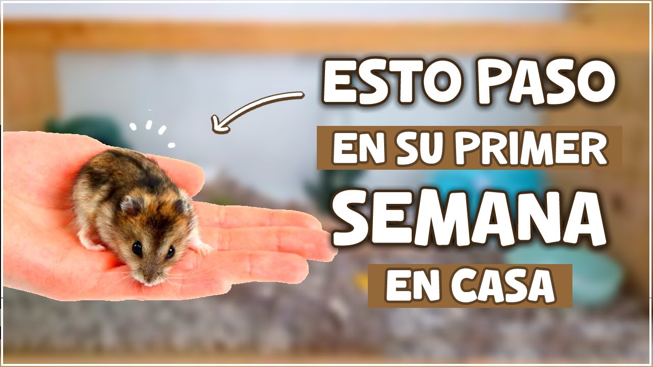 🐹 DOMESTICANDO UN HAMSTER DESDE CERO | Hamster en Casa