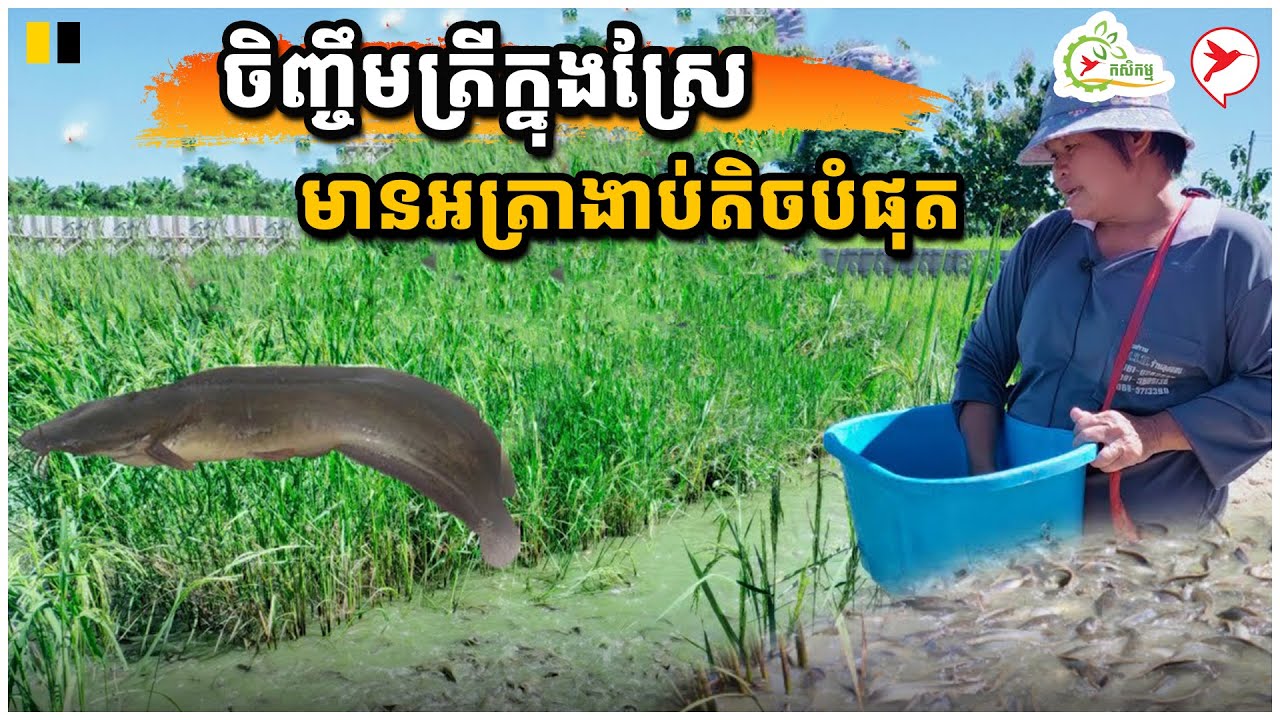 ចិញ្ចឹមក្នុងស្រែ មានអត្រាងាប់តិចបំផុត | កម្មវិធីកសិកម្ម