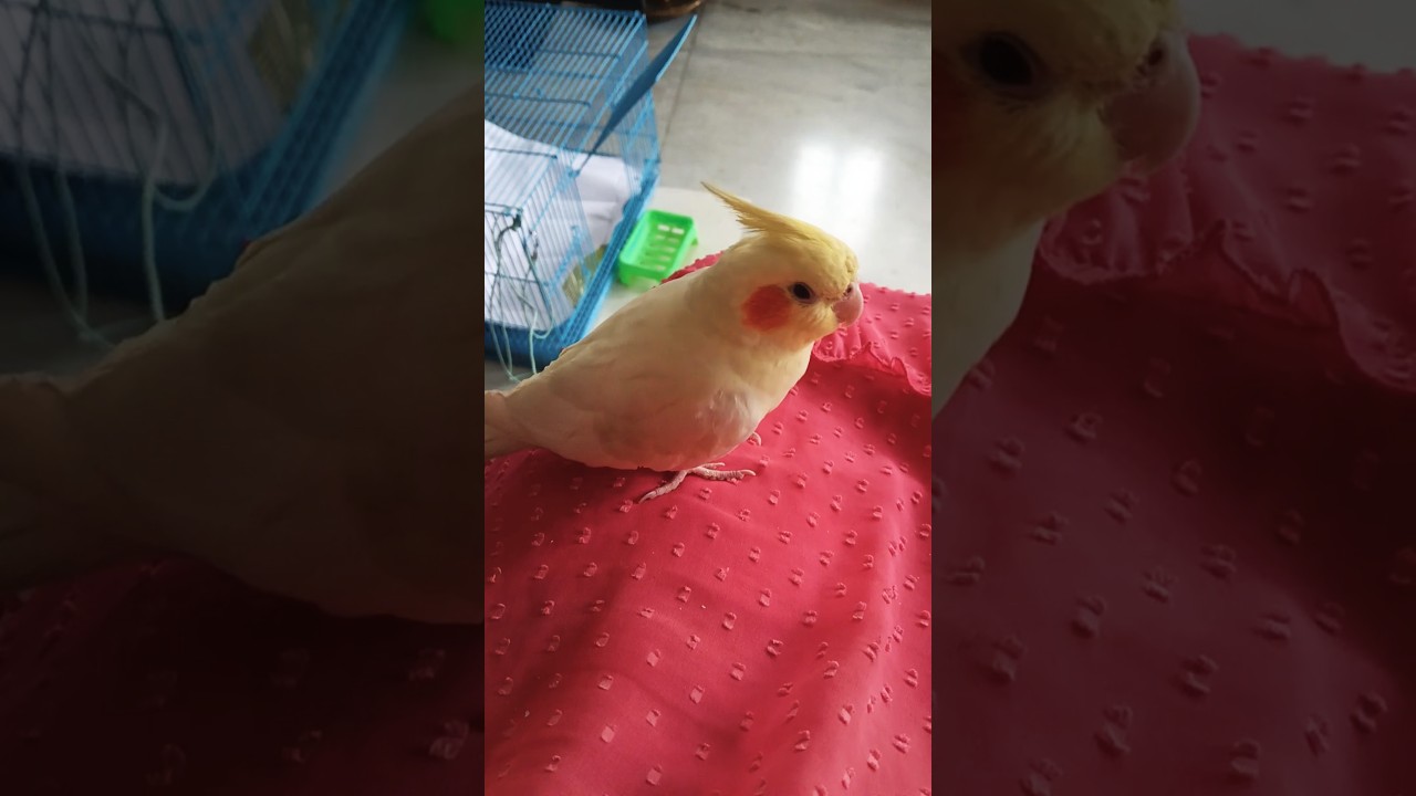She just wants some scritches 🕊️