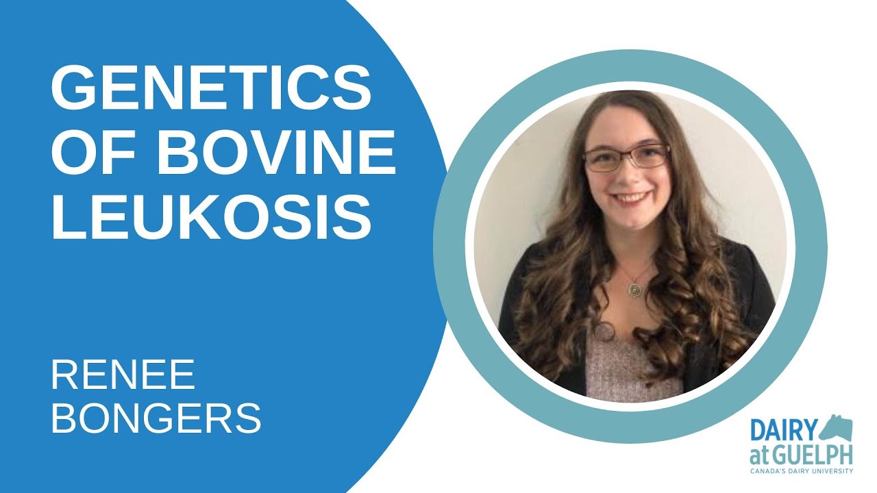 Genetics of Bovine Leukosis