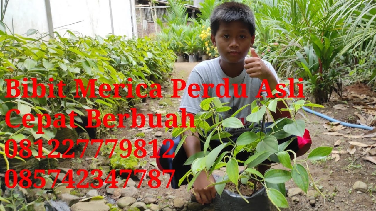 JUAL BIBIT MERICA PERDU, BIBIT MERICA PERDU, MERICA PERDU,@AFFANBIBITPURWOREJO
