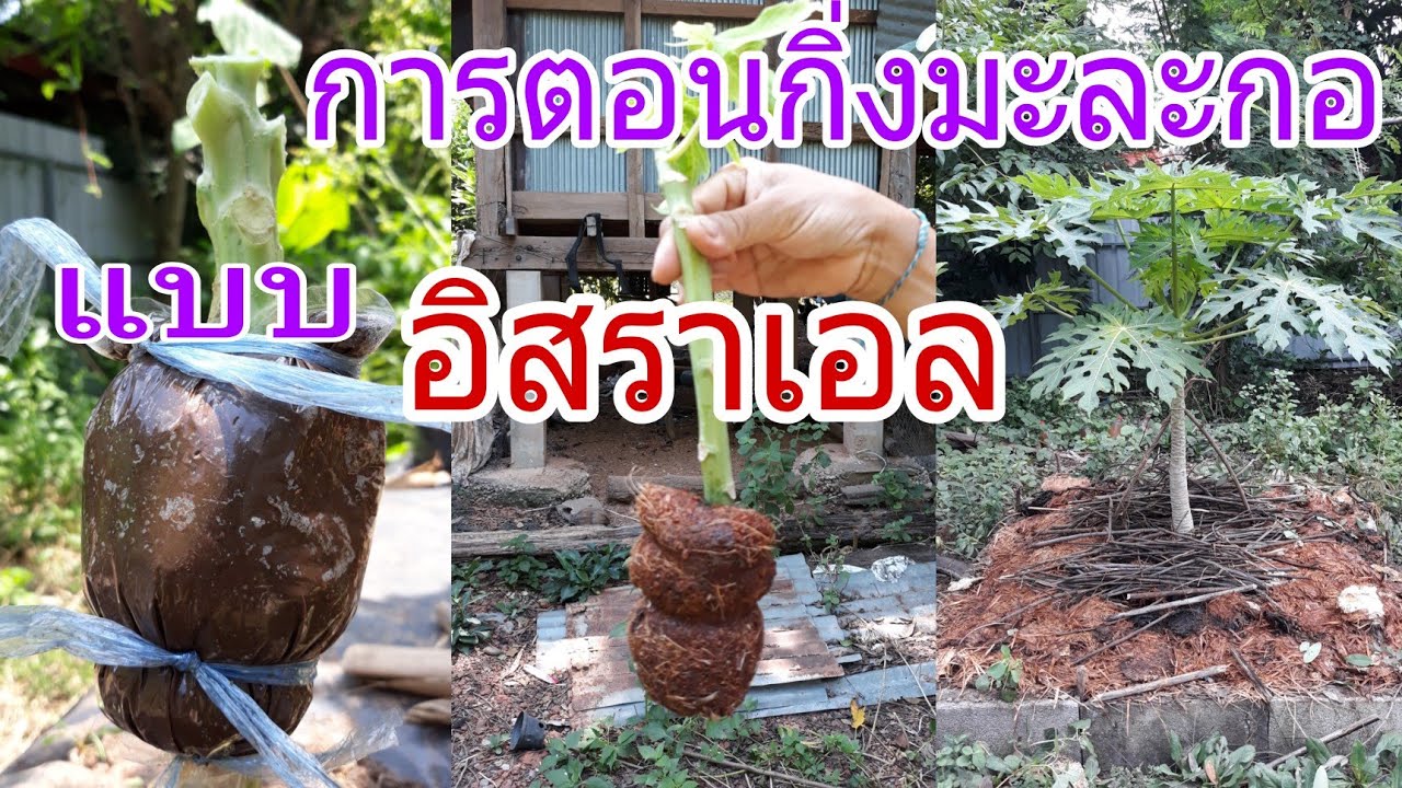 วิธีตอนกิ่งมะละกอแบบ อิสราเอล