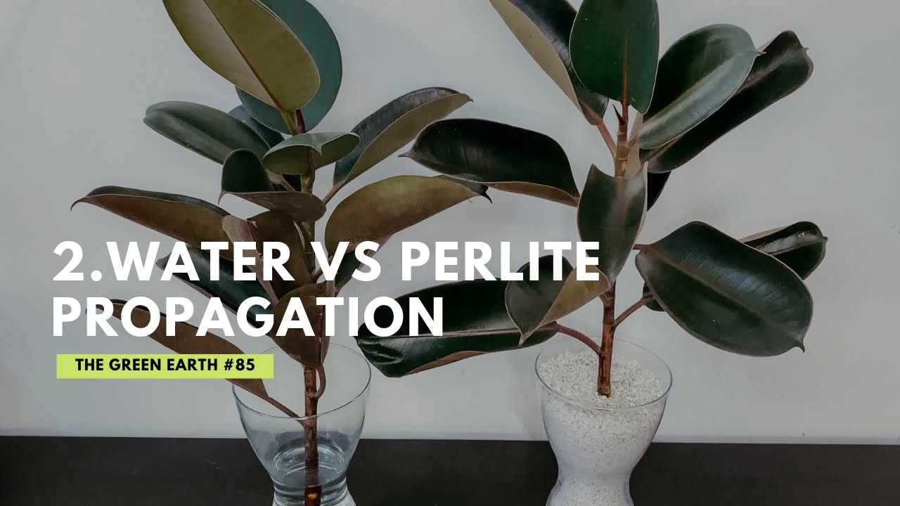 #85 Rubber Plant (Ficus Elastica) Propagation from Cuttings | Indoor Plants | UPDATES