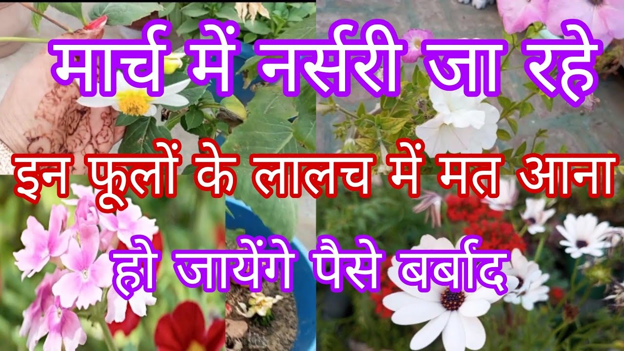 मार्च में नर्सरी जा रहे तो फूलों के लालच में मत आना,ये पौधे गलती से भी मत खरीदना,पैसे बर्बाद जायेंगे