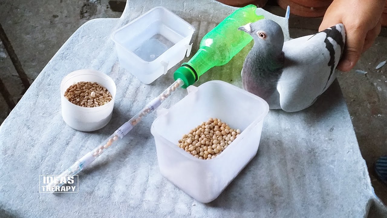 How To Make Pigeon Hand Feeder With Plastic Bottle At Home | Easy Diy Bird Feeder | Bird Feeding Kit