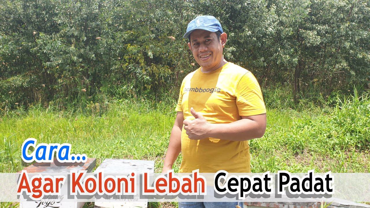 Cara Agar Koloni Lebah Cepat Padat