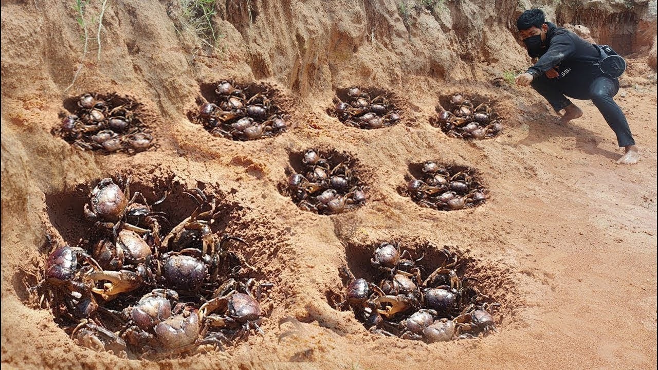 Wow wow wow amazing a young man searching & dig hole crabs found & catch a lot ,so excite today